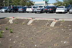 Parking Lot 10 plants established, some are dying
