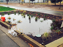 Lot 7 North planting in progress