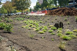 Lot 7 North planting in progress